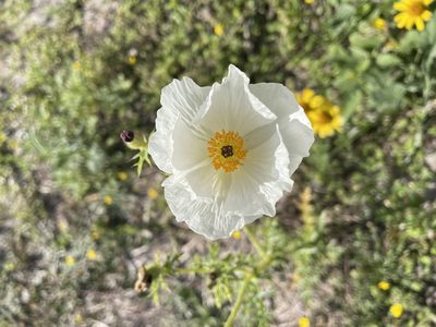 Argemone albiflora, photographed by Nathan May