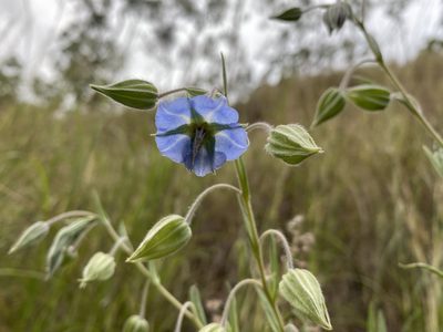 Trichodesma zeylanicum, photographed by Martin Hannan-Jones