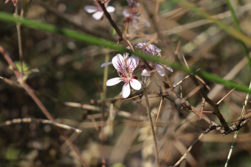 Pelargonium australe, photographed by Dylan Wishart