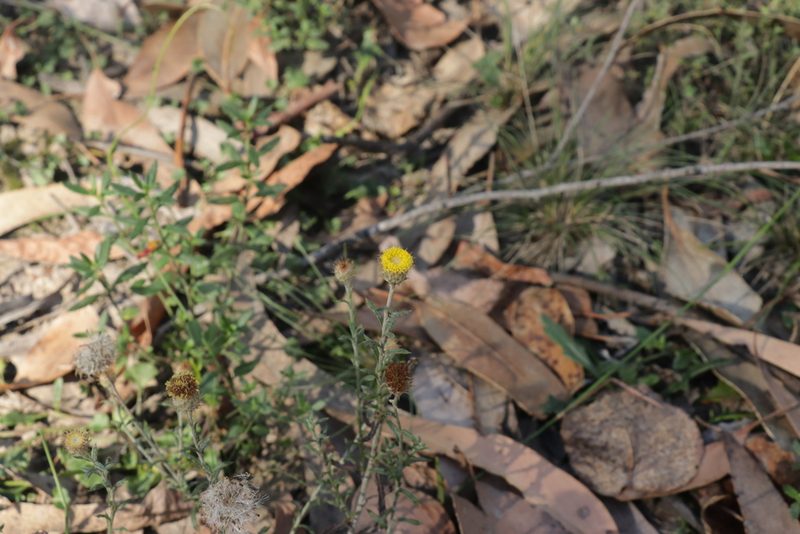 Leptorhynchos squamatus, photographed by Dylan Wishart