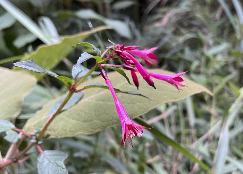Fuchsia pallescens, photographed by Nancy Overholtz