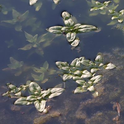Ludwigia palustris, photographed by Mark Apgar