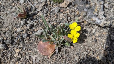 Camissoniopsis bistorta, photographed by velodrome