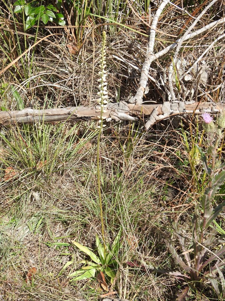 Aletris bracteata, photographed by Andrew Durso