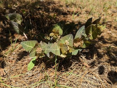 Asclepias humistrata, photographed by natalie