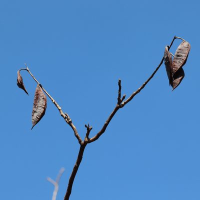 Gymnocladus dioicus, photographed by Mark Apgar