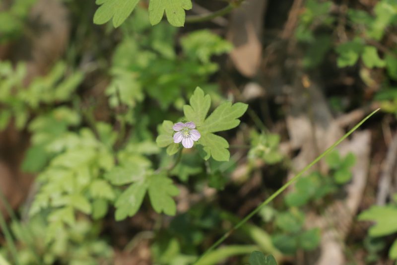 Geranium homeanum, photographed by Dylan Wishart