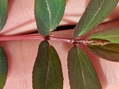 Euphorbia hyssopifolia, photographed by natalie