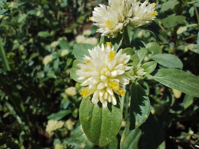 Gomphrena martiana, photographed by Matías Ponce
