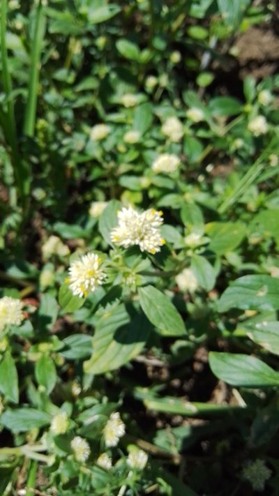 Gomphrena martiana, photographed by Matías Ponce
