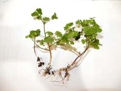 Oxalis incarnata, photographed by Grey Smith
