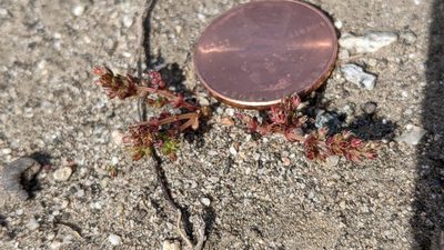 Crassula connata, photographed by velodrome