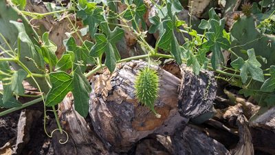 Marah macrocarpa, photographed by velodrome