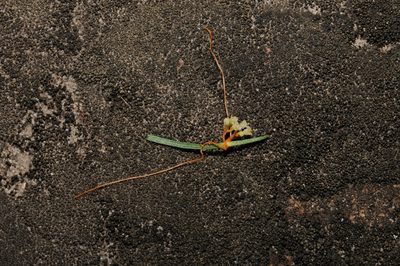Cuscuta harperi, photographed by Brian Finzel
