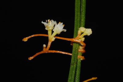 Cuscuta harperi, photographed by Brian Finzel