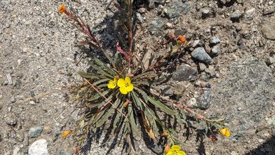 Camissoniopsis bistorta, photographed by velodrome