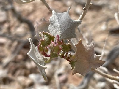Atriplex hymenelytra, photographed by Bobby McCabe