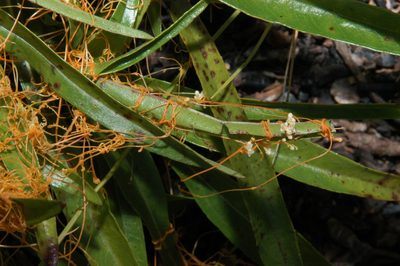 Cuscuta harperi, photographed by Brian Finzel