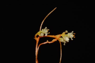 Cuscuta harperi, photographed by Brian Finzel