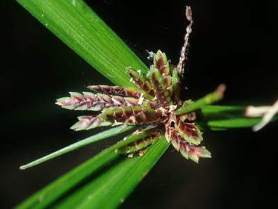 Cyperus tetraphyllus, photographed by Thomas Mesaglio