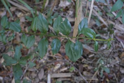 Chiococca alba, photographed by Lauren Gillett