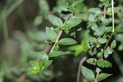 Coprosma quadrifida, photographed by Dylan Wishart
