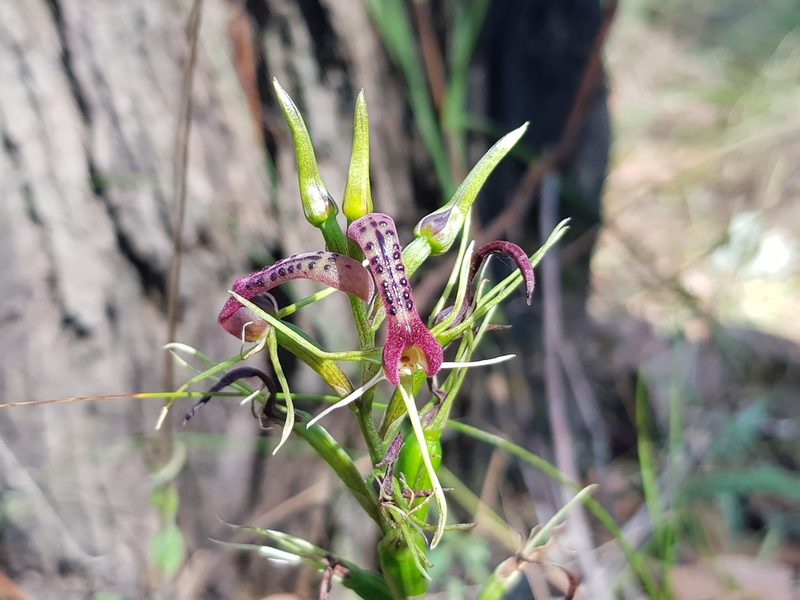 Cryptostylis leptochila, photographed by Lek Khauv
