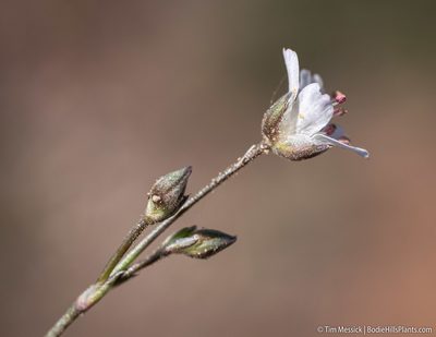 Eremogone kingii, photographed by Tim Messick