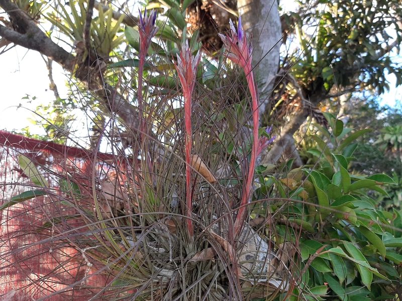 Tillandsia juncea, photographed by Arthur de Jesús Chavarría Pérez
