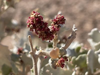 Atriplex hymenelytra, photographed by Bobby McCabe