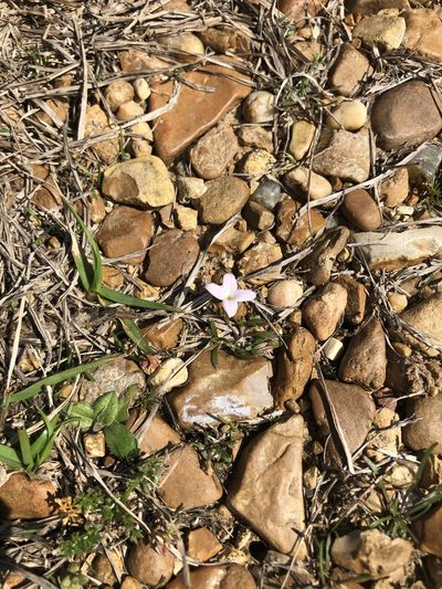 Houstonia rosea, photographed by Will McFarland