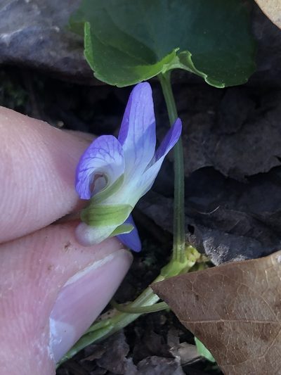 Viola missouriensis, photographed by John Kees