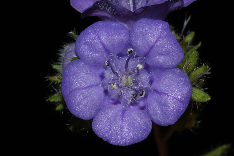Phacelia maculata, photographed by Brian Finzel