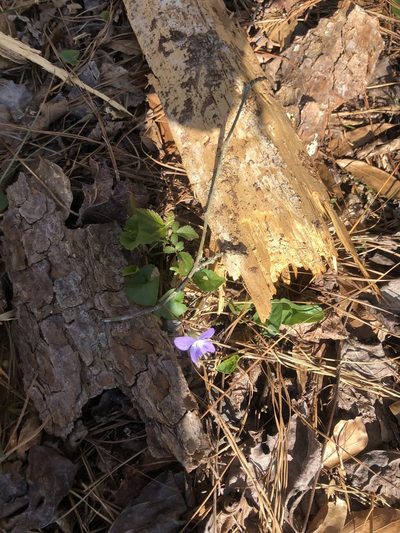 Viola missouriensis, photographed by John Kees