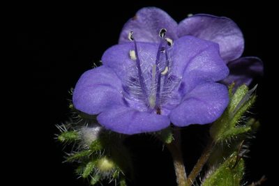 Phacelia maculata, photographed by Brian Finzel