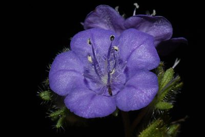 Phacelia maculata, photographed by Brian Finzel