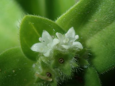 Richardia humistrata, photographed by Thomas Mesaglio