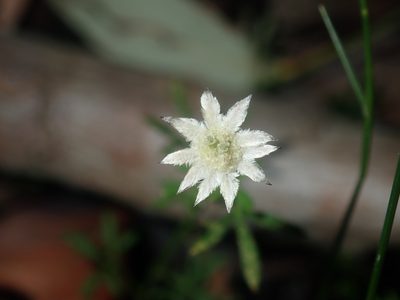 Actinotus minor, photographed by Thomas Mesaglio