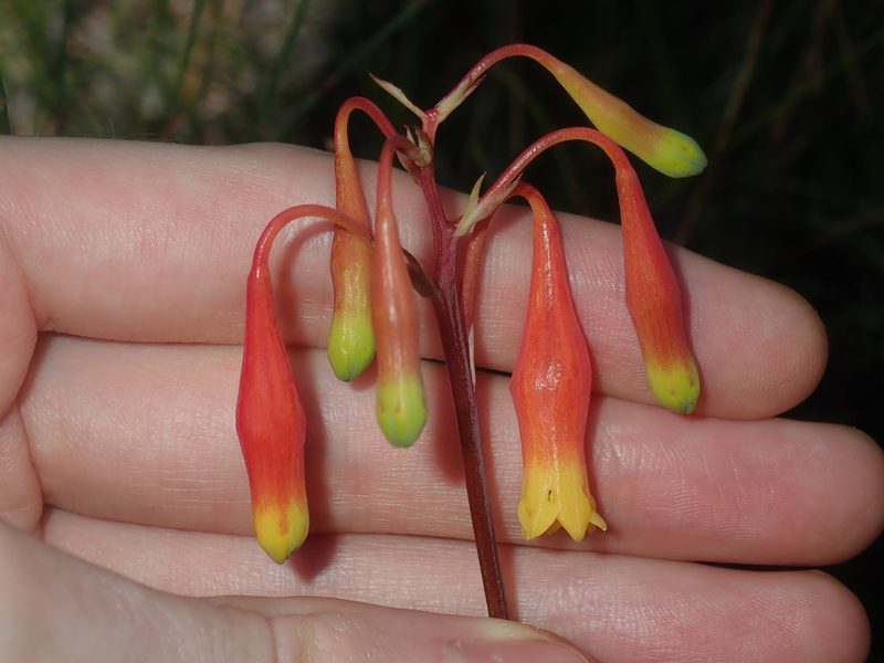 Blandfordia nobilis, photographed by Thomas Mesaglio