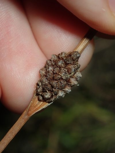Chorizandra cymbaria, photographed by Thomas Mesaglio