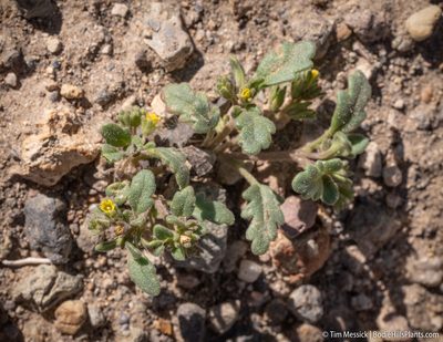 Phacelia monoensis, photographed by Tim Messick