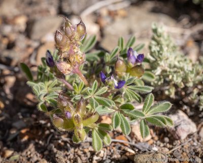 Lupinus brevicaulis, photographed by Tim Messick