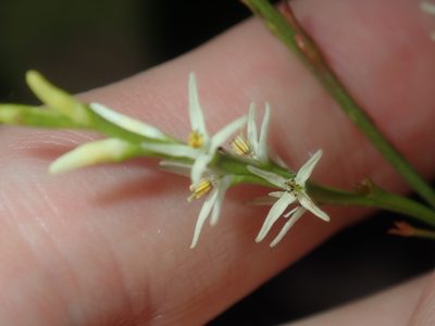 Symphionema paludosum, photographed by Thomas Mesaglio