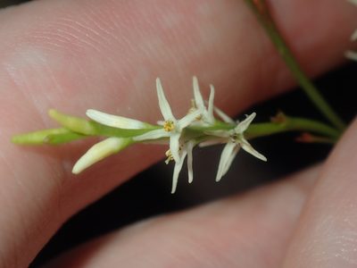 Symphionema paludosum, photographed by Thomas Mesaglio