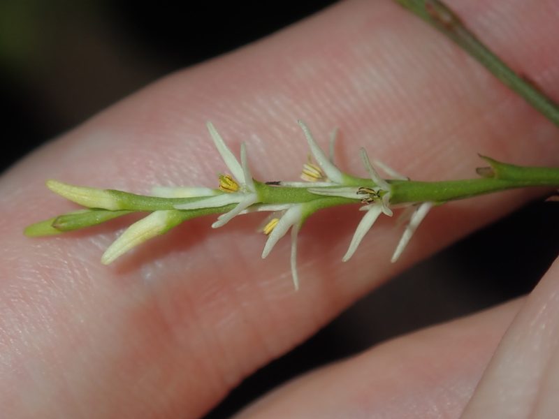 Symphionema paludosum, photographed by Thomas Mesaglio