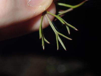 Symphionema paludosum, photographed by Thomas Mesaglio