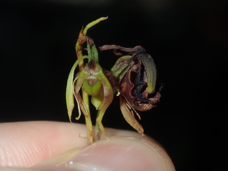 Caleana major, photographed by Thomas Mesaglio