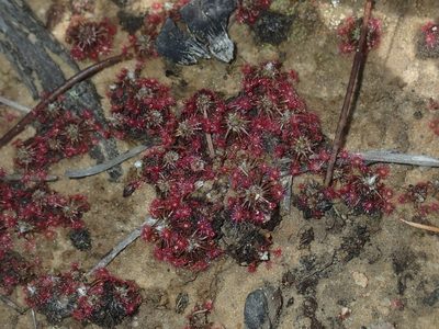 Drosera pygmaea, photographed by Thomas Mesaglio