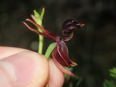Caleana major, photographed by Thomas Mesaglio