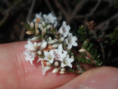 Epacris microphylla, photographed by Thomas Mesaglio